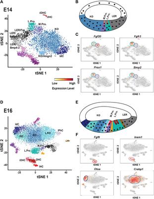 Cochlear Development; New Tools and Approaches